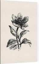 Pioenroos zwart-wit (Peony) - Foto op Canvas - 30 x 45 cm