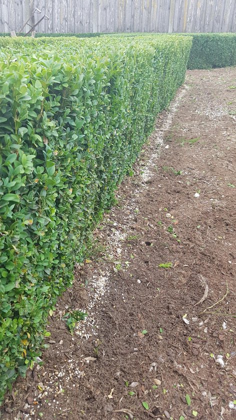TOPBUXUS GROW Engrais Professionnel Pour Buis - 5kg Pour 100m², Nutrition Complète Et Absorption Rapide