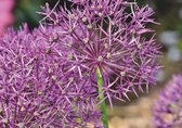 25 bollen allium purple rain - Bloembollen - Allium - purple rain - flower - plant - bollen - bloemen