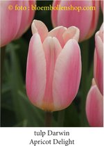 tulp Apricot Delight  25 bollen maat 12/+ tulpen bloembollen