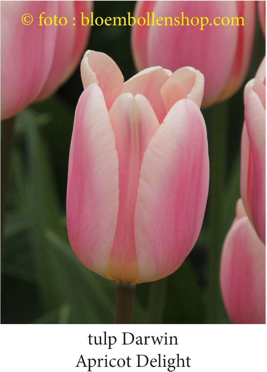 tulp Apricot Delight  25 bollen maat 12/+ tulpen bloembollen