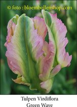tulp Green Wave 25 bollen maat 12/+ tulpen bloembollen