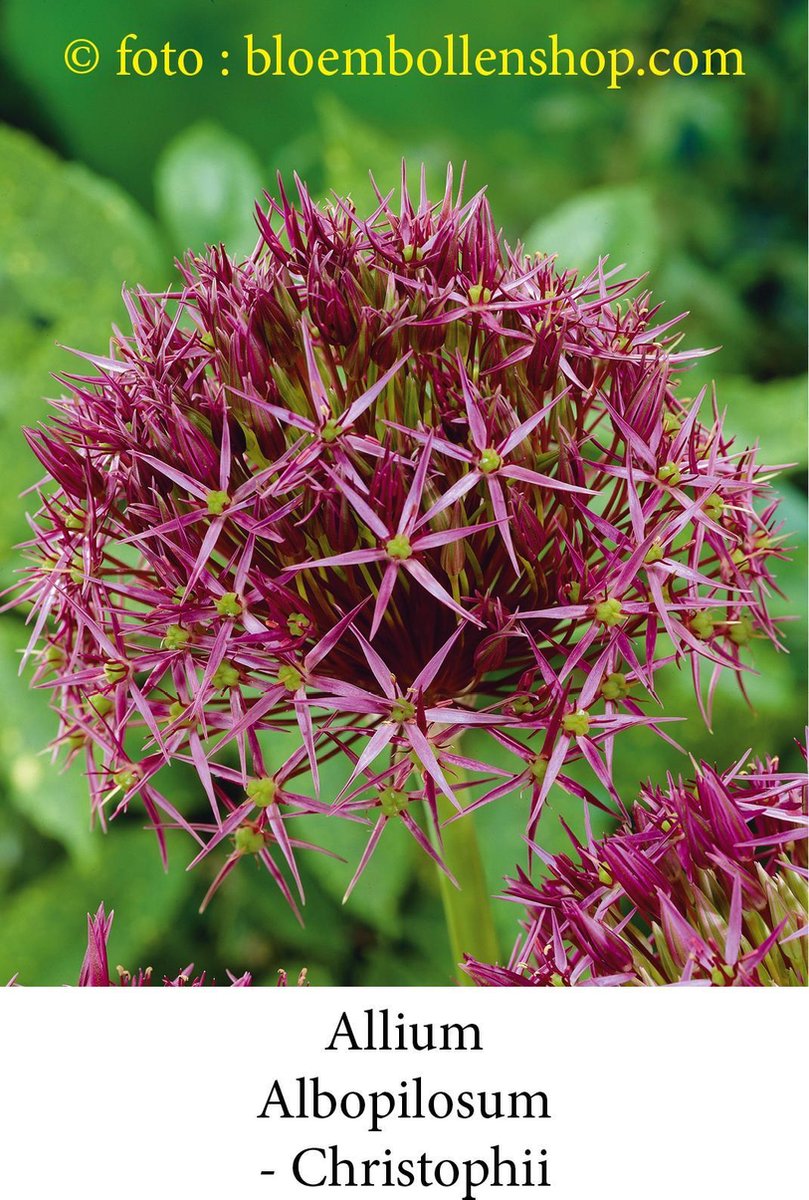 allium Albopilosum- Christophii 15 bollen maat 12/14