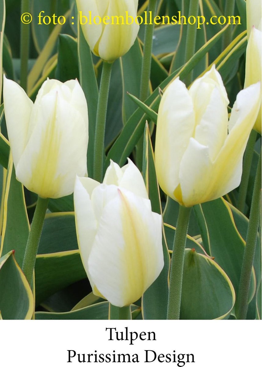 tulp Purissima Design 25 bollen maat 12/+ tulpen bloembollen