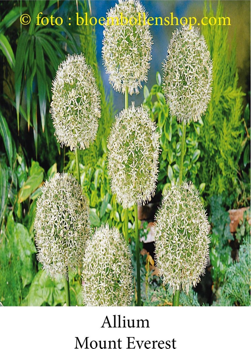 allium Mount Everest 3 bollen maat 20/+ sierui