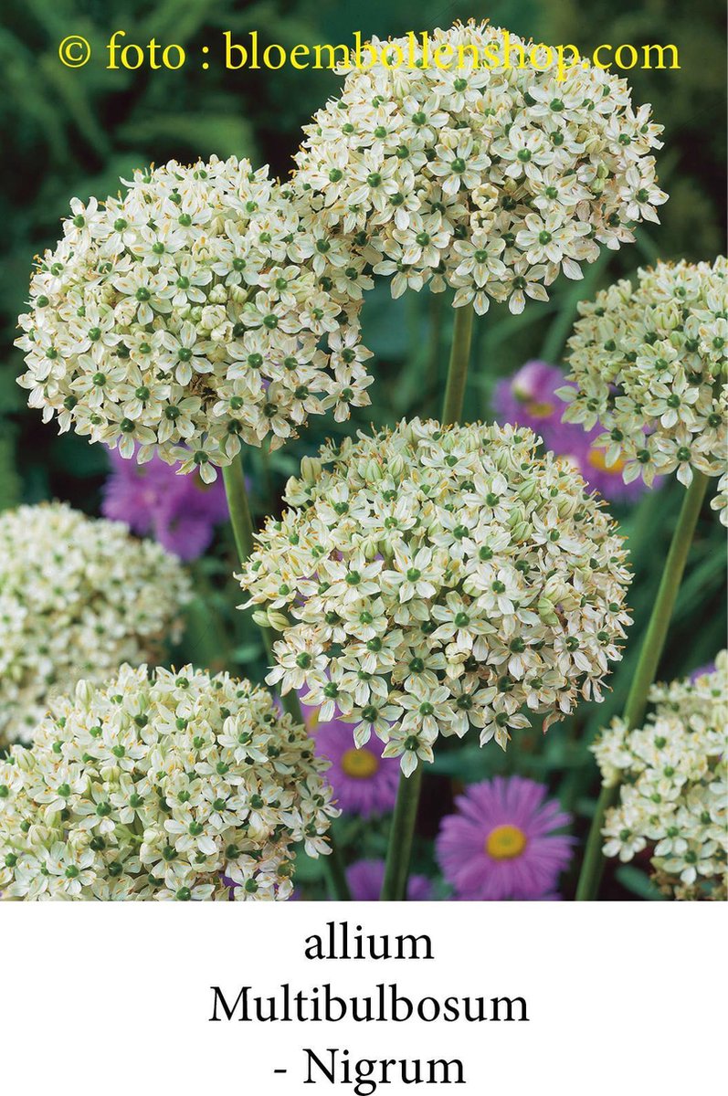 allium Multibulbosum - Nigrum 20 bollen 10/+ sierui