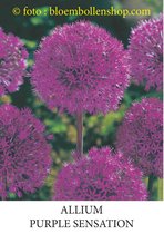 Allium Purple Sensation 20 bollen