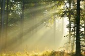 Tuinposter| Meerdere Zonnestralen In Het Bos In Het Bos 120cm X 80cm – Tuinposter Voor Buiten / Buitencanvas/ Spandoek / Tuinschilderij (tuindecoratie) + Ringen Om De 50cm