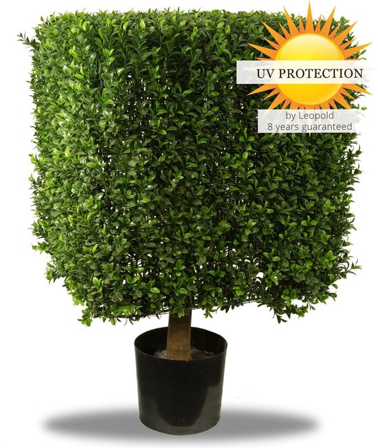 UV Buxus vierkant 50 cm