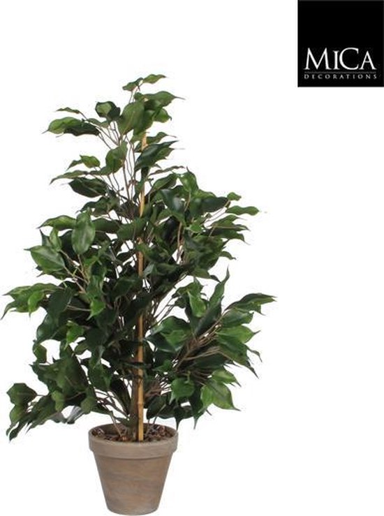 Ficus kamerplant in grijze pot, gesteund door bamboestok, met logo Mica Decorations.