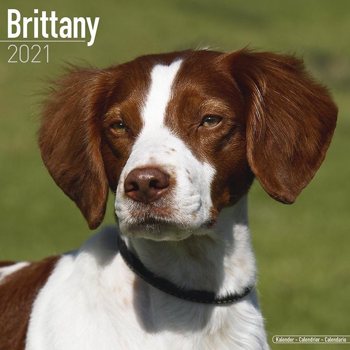 Brittany Spaniel Kalender 2021