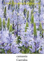 Camassia Leichtlinii Caerulea - Prairielelie 6 bollen maat 14/+