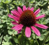 6 x Echinacea purpurea 'Little Magnus' - Rode zonnehoed - P9 Pot (9 x 9cm) - Dima Vaste Planten