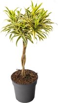 Dracaena 80 cm - Song of India