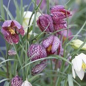 Bloembol Fritillaria meleagris (Kievitsbloem) - 30 bollen - maat 8+ - cadeau