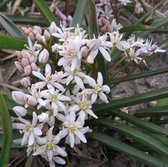 Bloembol Scilla bifolia cv 'Rosea' (Sterhyacint) - 50 bollen - maat 6+ - cadeau