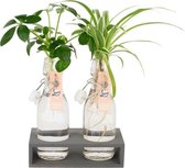 Planten op water in duo grijs | Dracaena Burley en Syngonium Golden