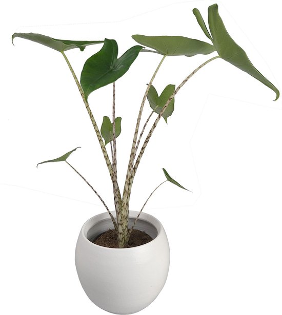 Plantenwinkel Alocasia zebrina XS in cresta pure bloempot | bol.com