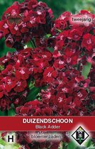 Van Hemert & Co - Duizendschoon Black Adder (Dianthus barbatus)