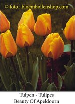 tulp Beauty Of Apeldoorn 25 bollen maat 12/+ tulpen bloembollen