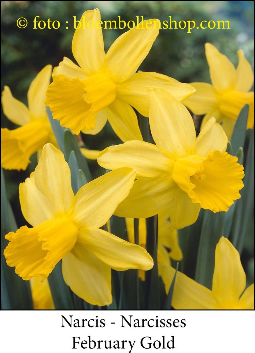 narcis February Gold 20 bollen maat 12/+ botanische narcis