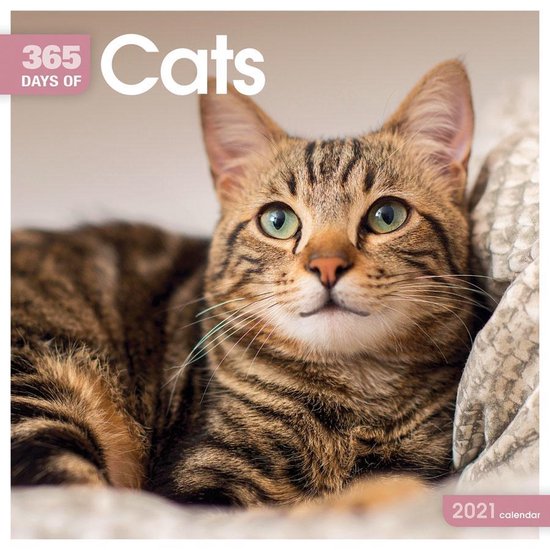 Cats 365 Days Square Wall Calendar 2021