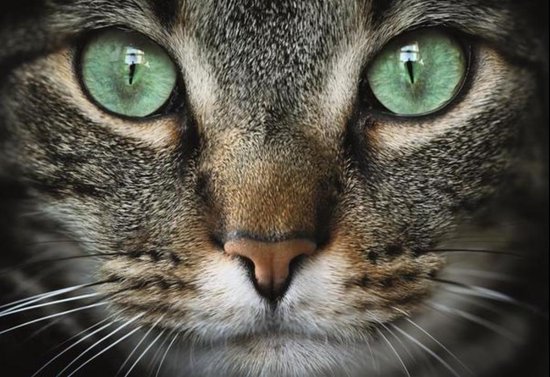 Slang Secretaris heks Kat met groene ogen - Legpuzzel van 300 stukjes | bol.com