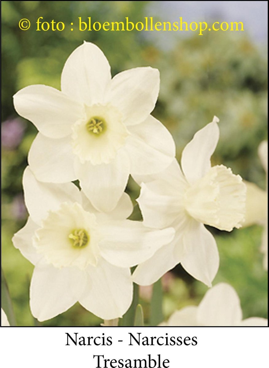 narcis Tresamble 25 bollen maat 12/14 botanische narcis