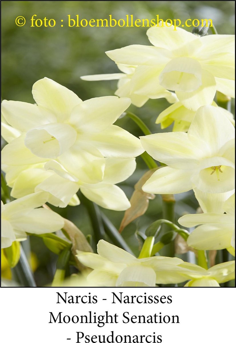 narcis Moonlight Sensation 25 bollen maat 12/14 botanische narcis
