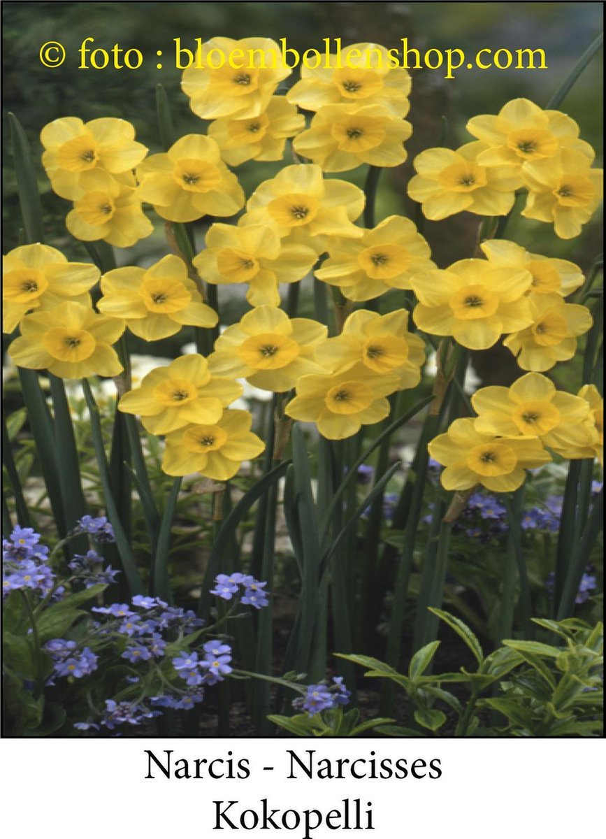 narcis Kokopelli 25 bollen maat 9/10 botanische narcis