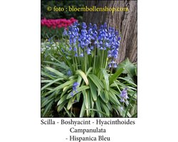 scilla Campanulata Hispanica Bleu 30 bollen maat 8/+ hyacinthoides