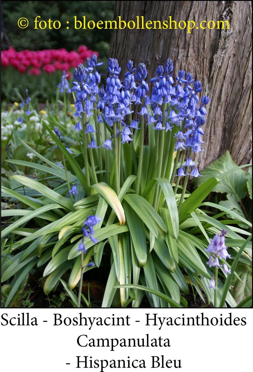scilla Campanulata Hispanica Bleu 30 bollen maat 8/+ hyacinthoides