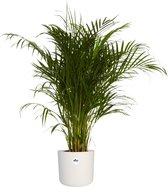 Goudpalm in ® ELHO b.for soft sierpot