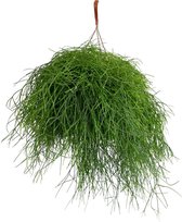 XL Rhipsalis hangplant in 27cm hangpot. Decoratieve plant leuk voor huiskamer of kantoor