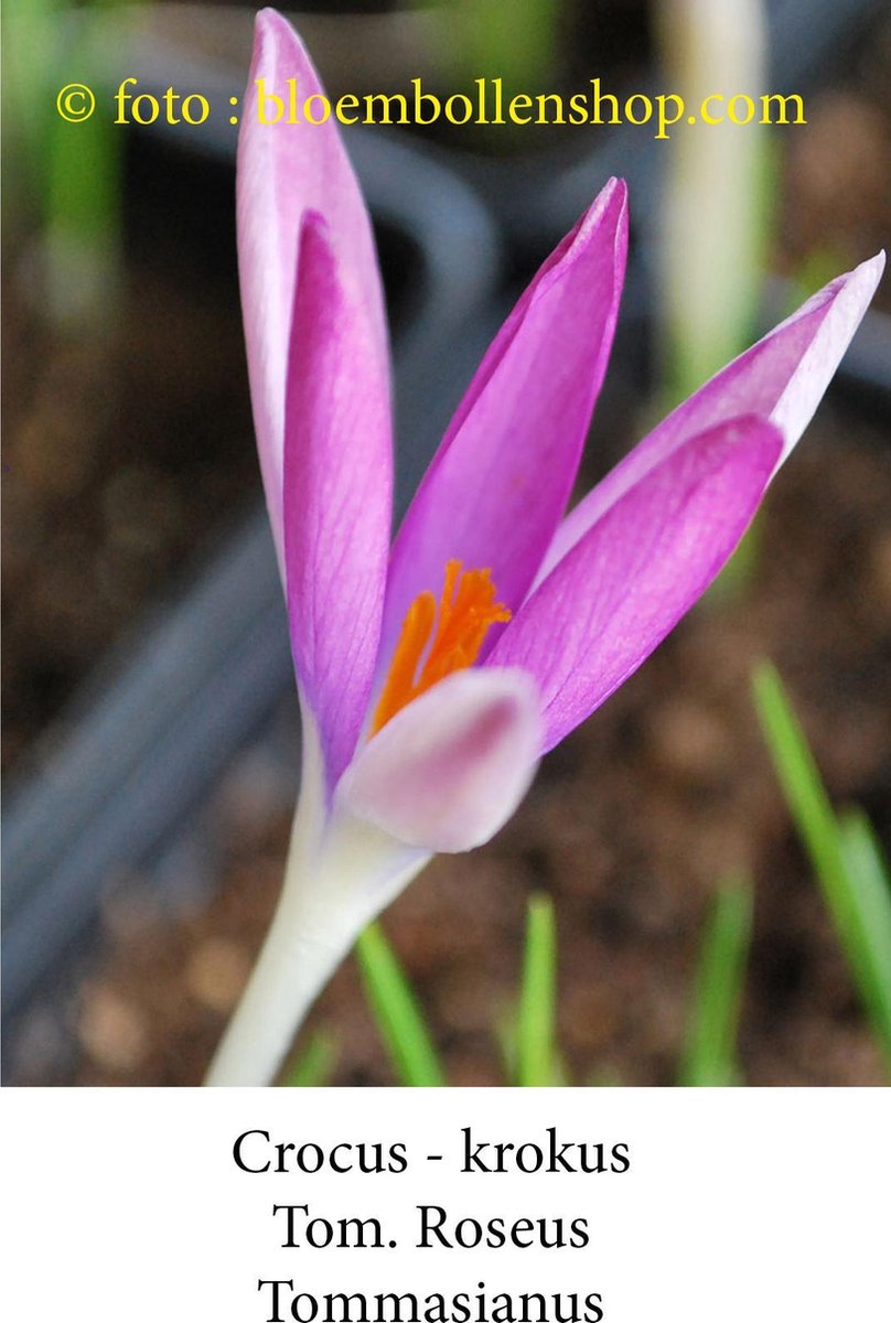 crocus - krokus Tom Roseus 25 bollen maat 6/+