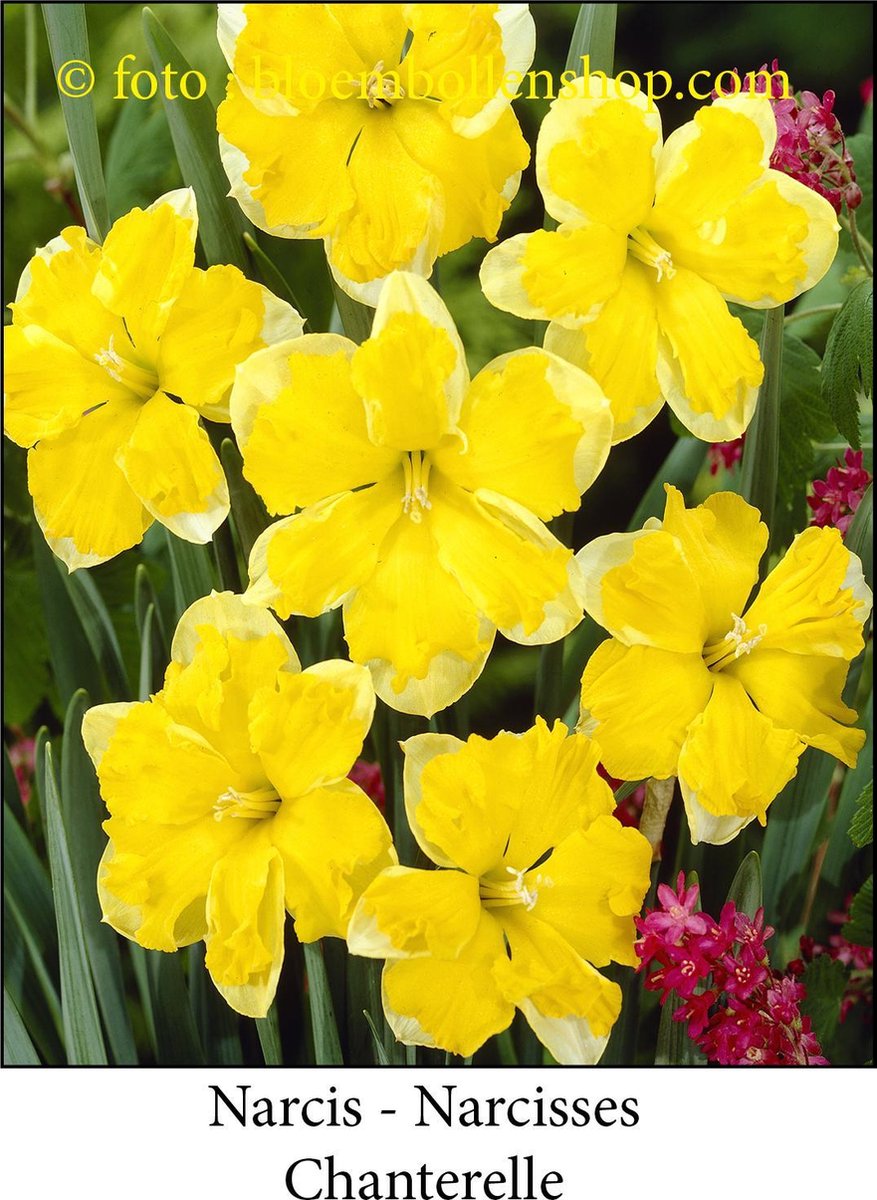 narcis Cassata 15 bollen maat 14/16