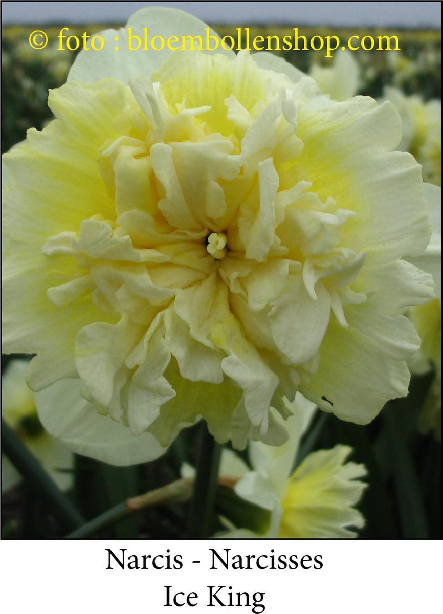 narcis Ice King 20 bollen maat 15/17 dubbele narcis
