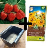 6 aardbeien aardbei planten met Bato aardbeienbak en biologische potgrond 10L - aardbeiplanten