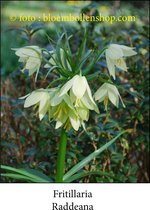 species fritillaria Raddeana 1 bol maat 16/+