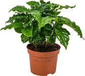 Koffieplant | Coffea Arabica per stuk - Kamerplant in kwekerspot ⌀12 cm - ↕25 cm