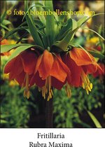 fritillaria Rubra Maxima 2 bollen maat 24/+