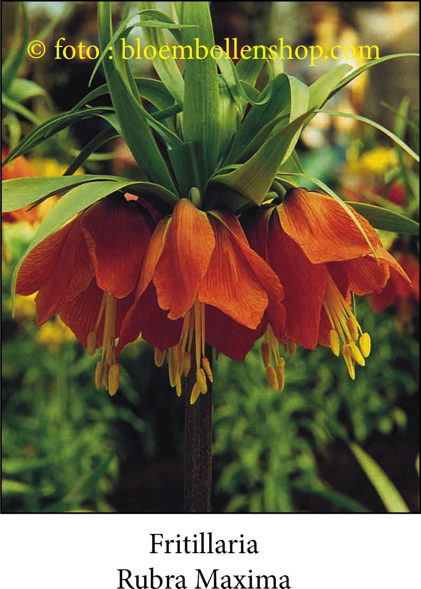 fritillaria Rubra Maxima 2 bollen maat 24/+