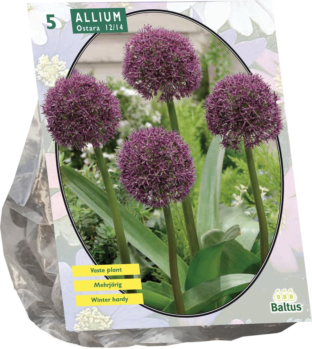 Baltus - Allium Ostara per 5 bloembollen