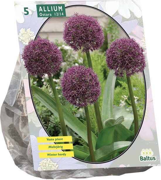 Allium Ostara per 5| Bloembollen | Flower bulbs | Najaarsbloeier |Bulb les  fleurs | bol.com