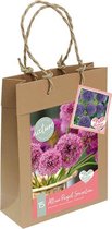 Selected from the flower fields | Allium per 7| Bloembollen | Flower bulbs | Najaarsbloeier |Bulb les fleurs | Cadeau