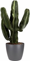 Cactus van Botanicly – Cactus incl. sierpot antraciet als set – Hoogte: 80 cm – Euphorbia Eritrea
