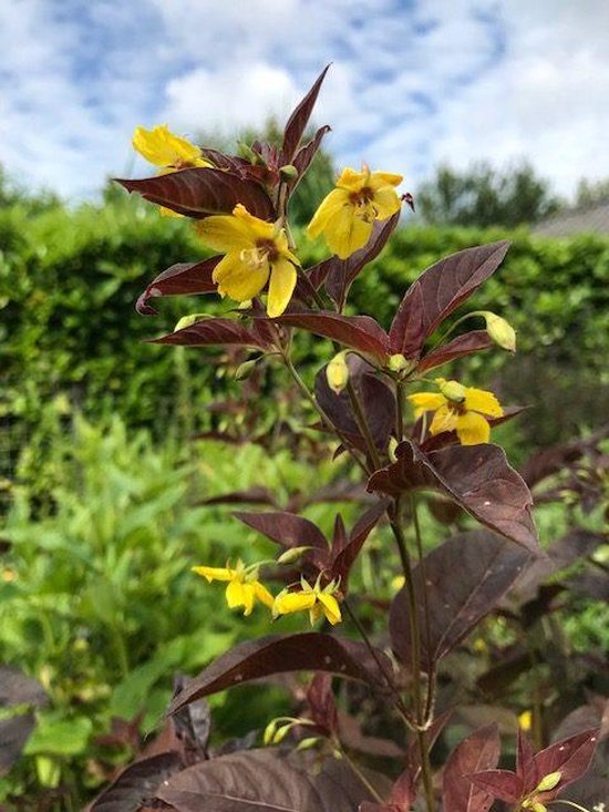 6 x Lysimachia congestiflora 'Persian Chocolate' Wederik P9 Pot (9