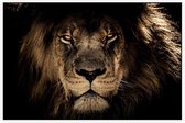 Leeuw op zwarte achtergrond - Foto op Akoestisch paneel - 150 x 100 cm