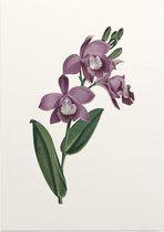 Orchidee Aquarel 1 (Orchid) - Foto op Posterpapier - 29.7 x 42 cm (A3)