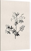 Rankende Helmbloem zwart-wit (Climbing Corydalis) - Foto op Canvas - 30 x 45 cm